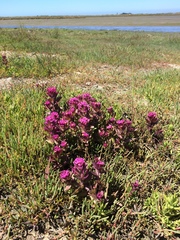Castilleja ambigua humboldtiensis