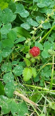 Potentilla indica