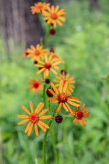 Tephroseris porphyrantha