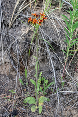 Tephroseris porphyrantha