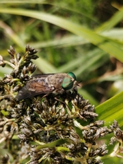 Tabanomorpha