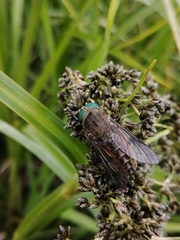 Tabanomorpha