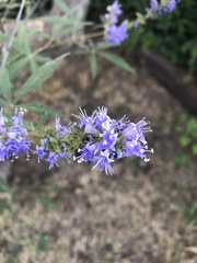 Vitex agnus-castus