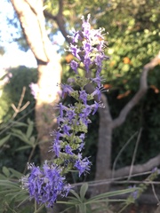 Vitex agnus-castus