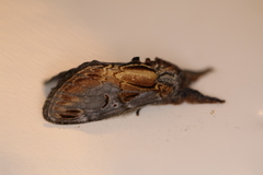 Notodonta scitipennis
