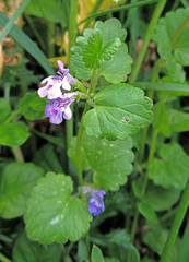 Glechoma hederacea