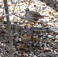 Mesitornis variegatus