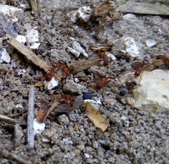 Formicidae