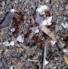 Formicidae