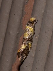 Monopis chrysogramma