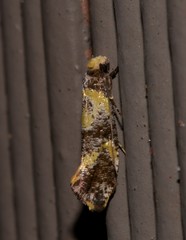 Monopis chrysogramma