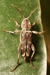 Xylotrechus stebbingi