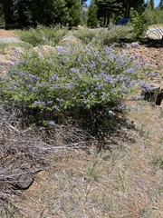 Ceanothus parvifolius