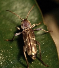 Xylotrechus stebbingi