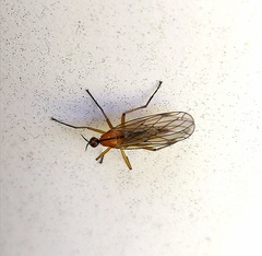 Empis stercorea