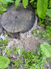 Formicidae