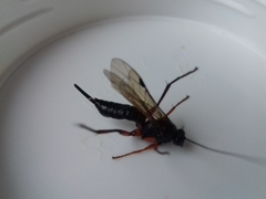 Pimpla arctica