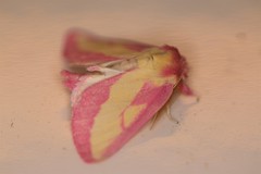 Hyparpax aurora