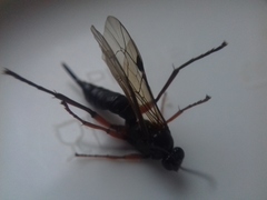 Pimpla arctica