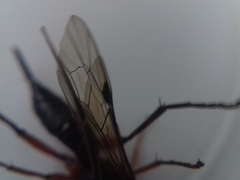 Pimpla arctica