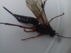 Pimpla arctica