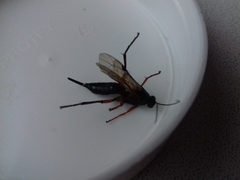 Pimpla arctica