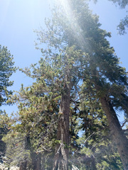 Pinus contorta murrayana