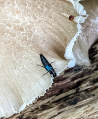 Philonthus caeruleipennis