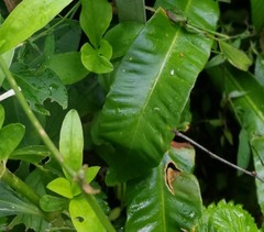Asplenium scolopendrium