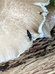 Philonthus caeruleipennis