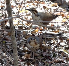 Mesitornis variegatus
