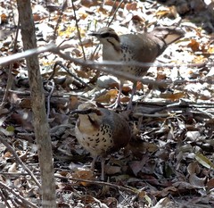 Mesitornis variegatus
