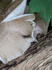 Philonthus caeruleipennis