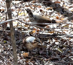 Mesitornis variegatus