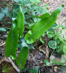 Asplenium scolopendrium