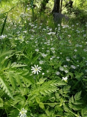 Stellaria nemorum