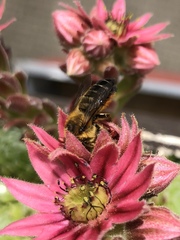 Megachile willughbiella