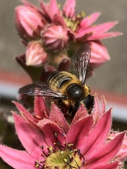 Megachile willughbiella