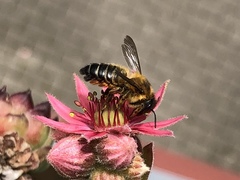 Megachile willughbiella