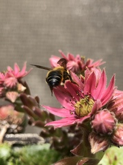 Megachile willughbiella
