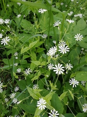 Stellaria nemorum
