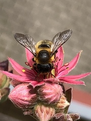 Megachile willughbiella