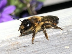 Megachile willughbiella