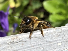 Megachile willughbiella