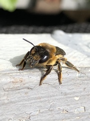 Megachile willughbiella