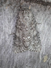 Acronicta impleta
