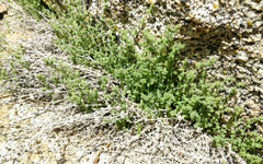 Galium parishii