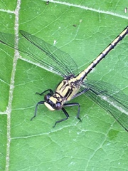 Arigomphus