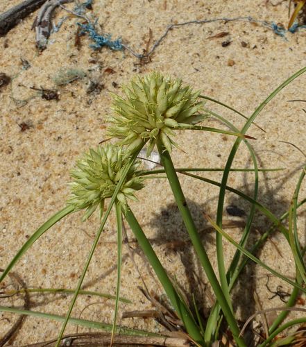 Cyperus crassipes image