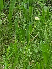 Arnoglossum plantagineum
